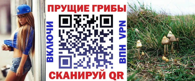 дарнет шоп  Покров  Псилоцибиновые грибы ЛСД 